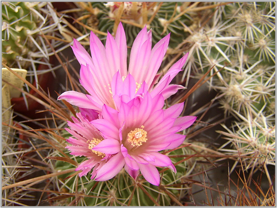 echinofossulocactus_confusus 1.jpg